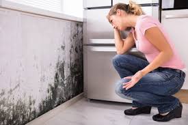 Best Environmental Consulting for Mold Prevention in Healdton, OK